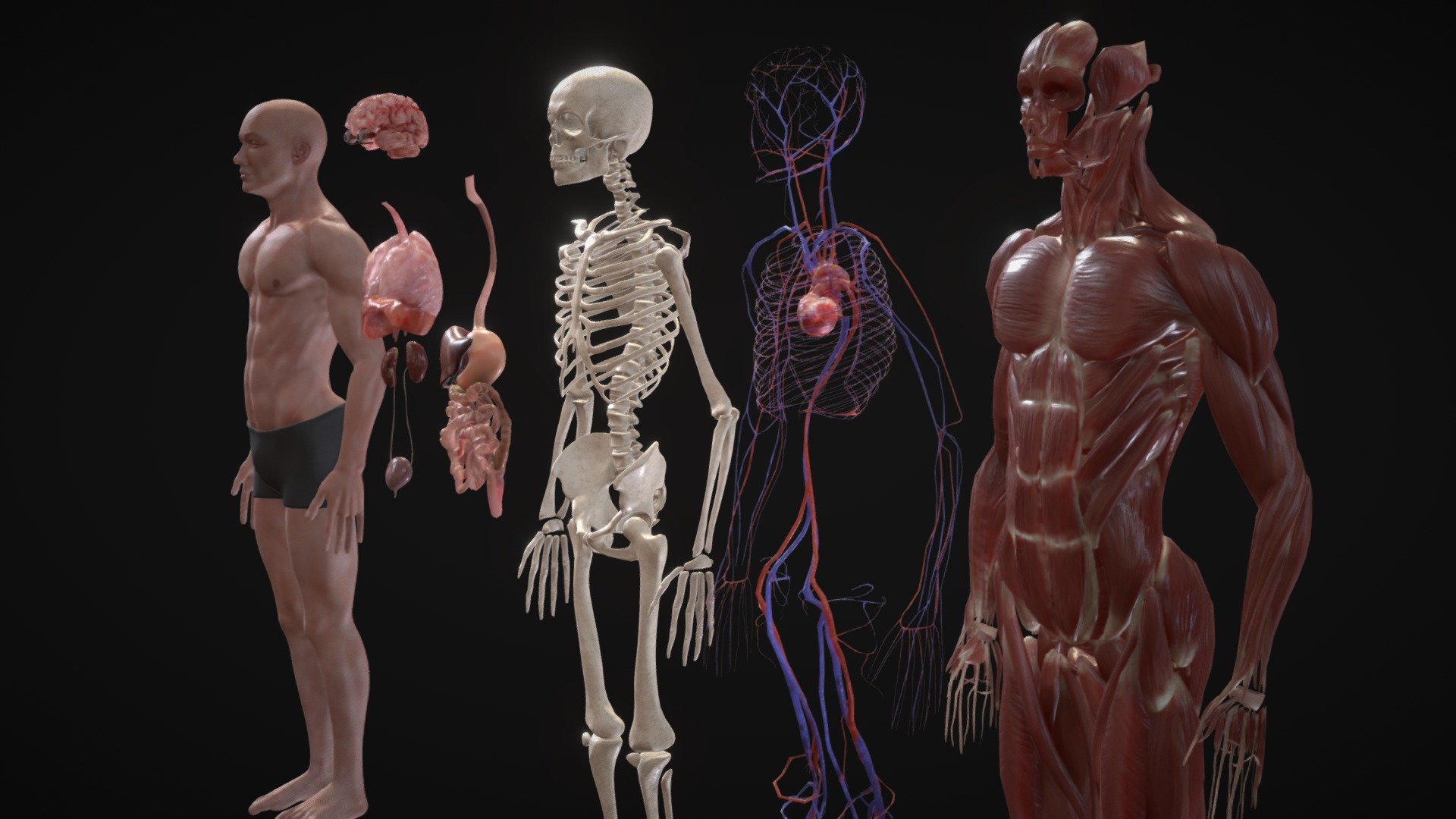 Human Anatomy Model